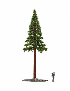 Pine mix PE
