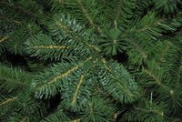 National Tree Company Bayberry - Kunstkerstboom - 183 cm - Leds - mix PE en PVC
