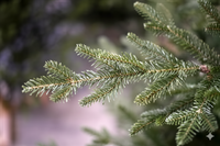 Our Nordic Christmas Arkansas - Kunstkerstboom - 243 cm - donkergroen - houten voet