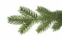 National Tree Company Vienna - Kunstkerstboom - 228 cm - Prelit