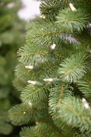 National Tree Company Bayberry - Kunstkerstboom - 243 cm - Leds - mix PE en PVC